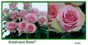 ROSE BR. KRASIVAYA ROSA 60